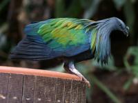 Kragen- oder Mähnentaube